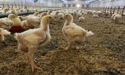 Aydın'da üreticilere Kuş Gribi riski uyarısı