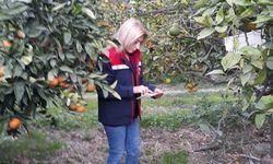 Söke’de zararlı popülasyonunda artış görüldü