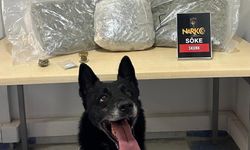 Zehir tacirleri ‘İvan’ın hassas burnuna takıldı