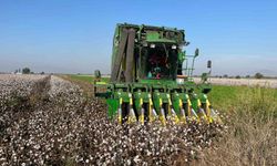 Yağışlar pamuğu etkiledi
