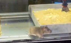 Börek tezgahlarında iğrenç görüntü