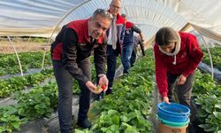 Aydın’da kış çileğinde hasat başladı