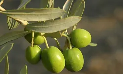 Aydın’da zeytinyağı fiyatları açıklandı