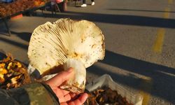 Aydın’daki dev mantarlar pazarda ilgi odağı oldu