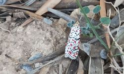 Bir doğa harikası: Kızıl benekli güve