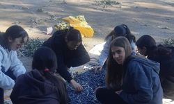 Bozdoğan’da öğrenciler zeytin hasadı yaptı