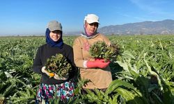 Coğrafi İşaretli Aydın Enginarı’nda yılın ilk hasadı yapıldı