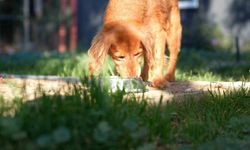 Didim’de her geri dönüşüm, can dostlara umut olacak