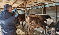 Didim'de şap aşısı devam ediliyor