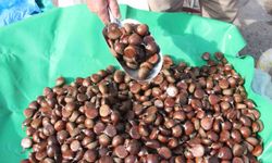 Kalitesine göre fiyat değişiyor: Babadan kalan mirasa gözü gibi bakıyor