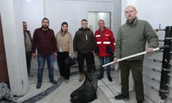 İncirliova'da nesli tehlikedeki kirpiye hayat!