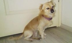 Karacasu'da Rıfkı aranıyor