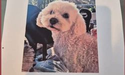 Aydın'da bu köpeği bulana 10 bin TL ödül