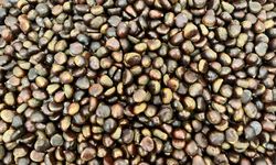 Nazilli’de yüzler gülüyor: Kestane geçen seneye göre daha fazla görüldü