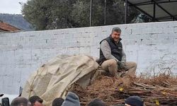 Köşk’te köklü kestane fidanları üreticilere dağıtıldı