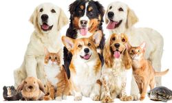 Kuşadası Belediyesi'nden açıklama; ''Can dostlar için son gün '31 Aralık''