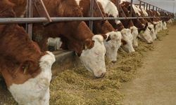 Kuşadası'nda karantina uygulaması başladı