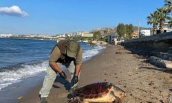 Kuşadası'nda neler oluyor: Bir haftada 3 deniz kaplumbağası ölü bulundu