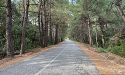 Milli Park’ta açılacak 'Yangın yolu' Kuşadası'nda tartışma yarattı