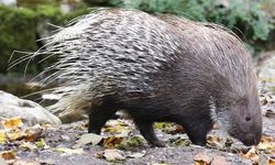 Öldürmenin cezası 5 bin lira: Oklu kirpi Nazilli’de görüldü