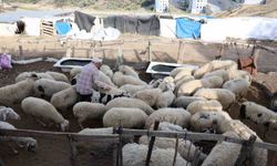 Bozdoğan'da çobanlar dertte: En zor günlerini yaşıyorlar