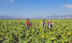 Söke’de 10 bin dekarlık alana ayçiçeği tohumu dağıtılacak