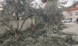 Sultanhisar’da zeytin budama kursu başladı