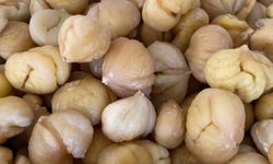 Aydın Kestanesi, ihracata hazırlanıyor