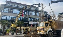 200 yaşındaki ağaca bakım