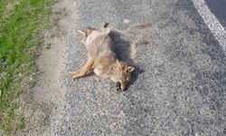 Aracın çarptığı tilki telef oldu