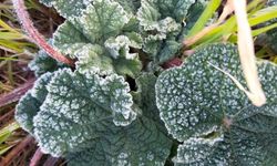 Aydın'a meteoroloji'den uyarı geldi