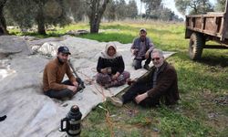 Aydın’da piknik havasında zeytin hasadı