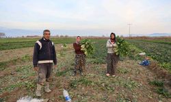 Aydın’da soğuk hava sebzeyi vurdu, tarlada verim düştü