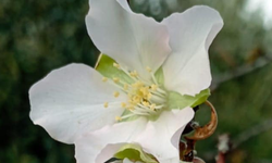 Didim'de bademler çiçek açtı