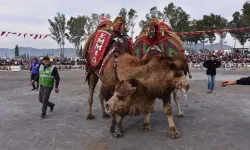 Cumhurbaşkanı Erdoğan’ı Aydın’da develerle karşılayacaklar