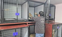 Germencik’te belediyenin ihbar hattı yaban hayvanlarına da umut oluyor