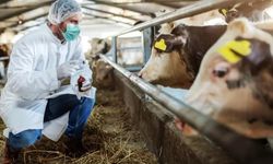 İncirliova’da şap sönme eğiliminde