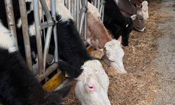 Köşk’te şap karantinası kalktı