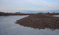 Kozalak işleme tesislerinde yoğun mesai dönemi