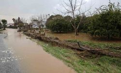 Kuşadası’nda bahçeler göle döndü, ağaçlar sular altında kaldı