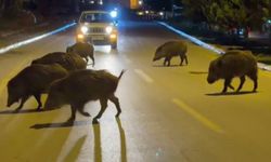 Kuşadası’nda domuzlar şehri mesken tuttu