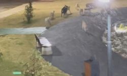 Sokak köpeklerinin saldırısına uğrayan kedi ağır yaralandı