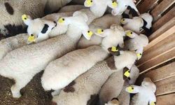 Tarım Müdürlüğü’nden Sazlı’da hayvan sağlığı mesaisi