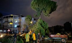 Nazilli’de yağmur bilançosu ağır oldu: Sağanak ve fırtına ağacı kökünden söktü