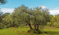 19 milyonluk servet: Aydın’ın zeytin ağacı haritası belli oldu