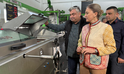 Nazilli’nin altın incisi: Kaymakam Kan, zeytinyağının yolculuğunu izledi