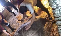 Aydın'dan kan donduran görüntüler: Ekmek bıçağıyla ameliyat yaptılar