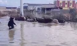 İnekler boğulmaktan kurtarıldı