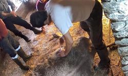 Aydın’da ineğe ekmek bıçağıyla sezaryen yapıldı! Tepkiler sonrası: “Tuzağa düşürüldük”