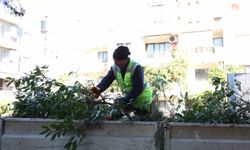 Aydın Büyükşehir Belediyesi’nden Efeler’in yeşil alanlarına bakım